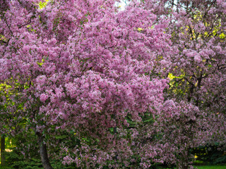 Obraz premium Cherry (sakura) blossom trees in the park (garden), pink flowers.