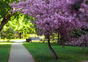 Cherry (sakura) blossom trees in the park (garden), pink flowers.
