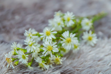some beautiful and beautiful baby breath flower stalks on a gray cloth. close up photo of flowers