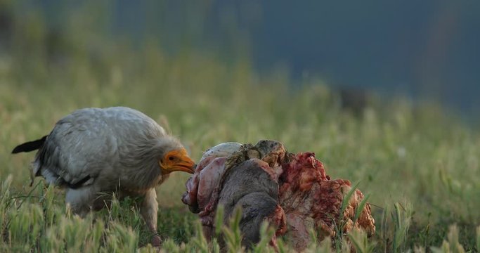 Vulture with carcass. Egyptian vulture, Neophron percnopterus, big bird of prey sitting on the stone, rocky mountain, nature habitat, Madzarovo, Bulgaria, Eastern Rhodopes. Wildlife scene from hide.