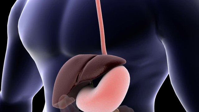 Biomedical animation showing human digestion.