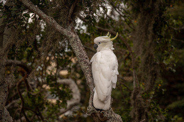 frei lebender Kakadu in der Natur