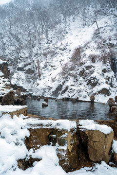 Snow Monkeys or Japanese Macaques in Japanese Alps have their own purpose-built onsen, hot spring pool, to bathe and warm up over the bitterly cold winter months.
