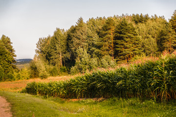 Beautiful landscape of a corn field on a background of a forest with a road