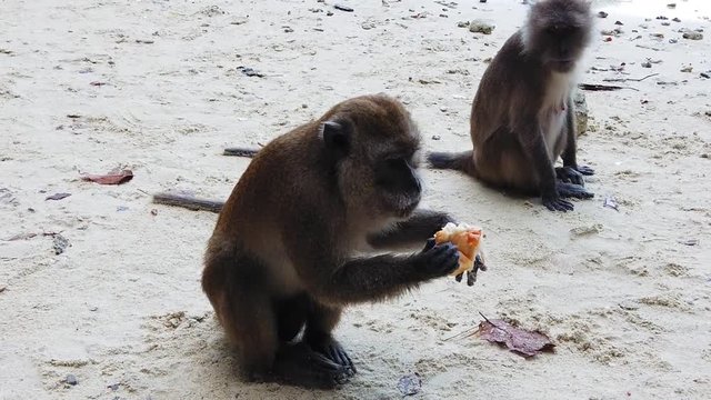 Male macaque having a sandwich while female macaque looking - slow motion