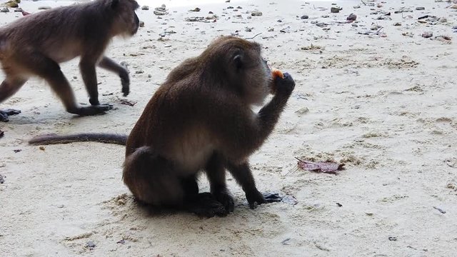Macaques on monkey beach Phi Phi island, Thailand  - slow motion
