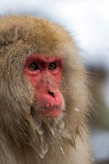 Snow Monkeys or Japanese Macaques in Japanese Alps.