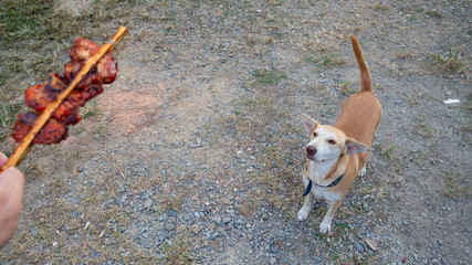 A brown dog is trying to take a roast chicken from a man's hand.
