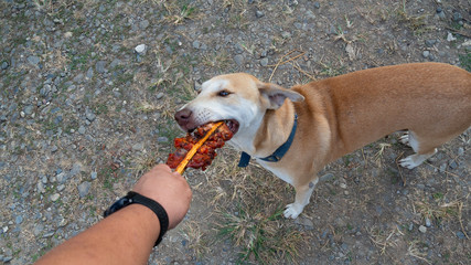 A brown dog is trying to take a roast chicken from a man's hand.