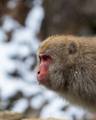 Snow Monkeys or Japanese Macaques in Japanese Alps.