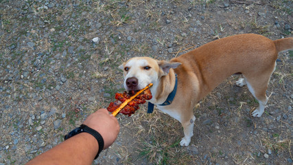 A brown dog is trying to take a roast chicken from a man's hand.