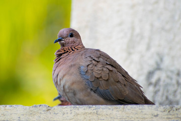 Dove is sitting on the wall 