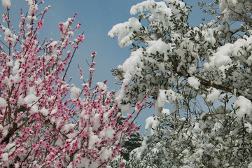 Olive tree and peach tree covered by snow in the spring season