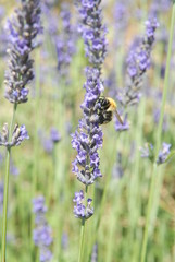 LAVANDE ET ABEILLE