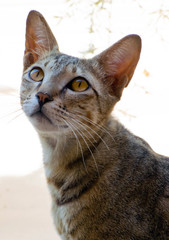 Beautiful cat looking up