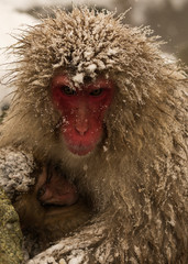 Snow Monkeys or Japanese Macaques in Japanese Alps.