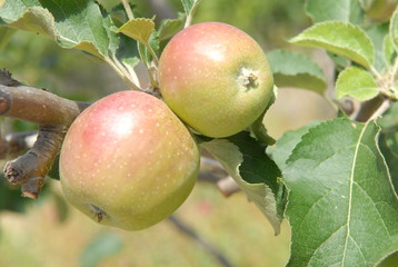 pomme