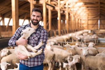 Portrait of successful farm worker rancher standing in sheep stable farmhouse and holding lamb...