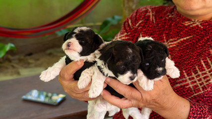 Three black and white striped puppies were held in his hand.