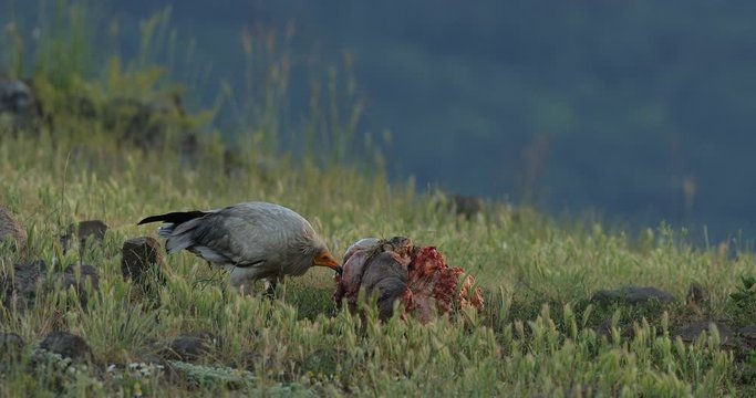 Vulture with carcass. Egyptian vulture, Neophron percnopterus, big bird of prey sitting on the stone, rocky mountain, nature habitat, Madzarovo, Bulgaria, Eastern Rhodopes. Wildlife scene from hide.