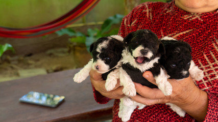 Three black and white striped puppies were held in his hand.