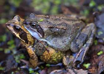 Common frogs mating in March, 2020.