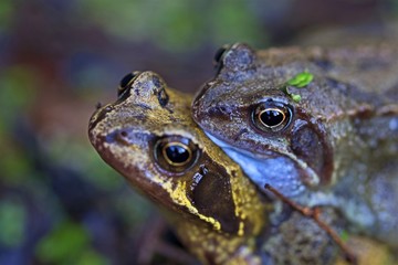 Common frogs mating in March, 2020.