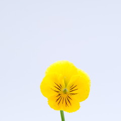 Yellow flower isolated on white background. Deep focus.