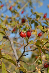 AUBEPINE / GRATTE CUL