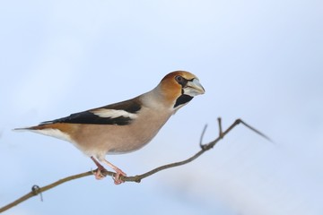 hawfinch sits on tree twig (Coccothraustes coccothraustes) Wildlife scene from nature. song bird in the nature habitat.