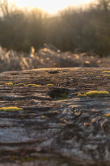 Old cracked wooden bench at sunset with wood grain and moss