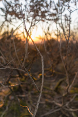 Dead twig with no leaves at sunset background