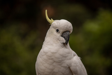 Gelbhaubenkakadu Portrait