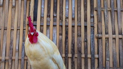 A white rooster has a bright red crest.