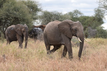 African elephants in Tarangire National Park, Tanzania