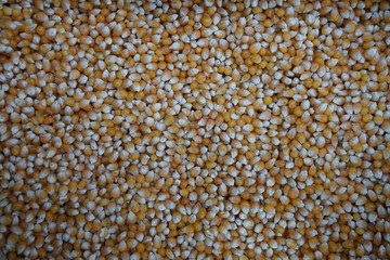 Corn Seed as Full Frame Background stock photo