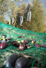 recolte traditionnelle d'olives