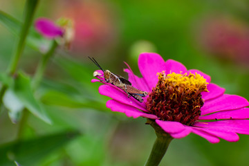 Grasshopper on a flower