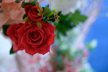 pink rose in garden