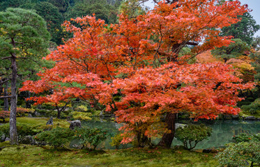 Foliage landscape in Kyoto, Japan.