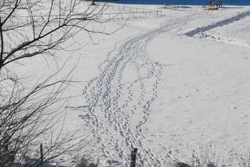 trace de pas dans la neige