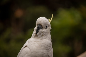 Nahaufnahme eines Australischen Kakadu