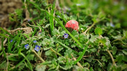 Close up shot of small wooden mushroom with red hat placed between small flowers and grass