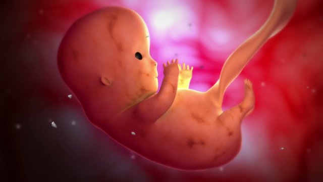 Biomedical animation of an 8-10 week fetus inside the womb.