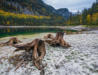 Tree stumps after deforestation near Gosauseen or Vorderer Gosausee lake, Austria.