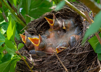 Bird nest with young birds - Eurasian Blackbird