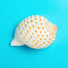 top view white color conch shell on a blue background