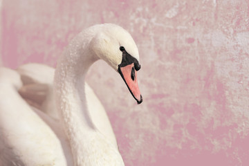 white swan on pink background