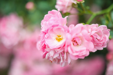 Beautiful pink roses flower in the garden