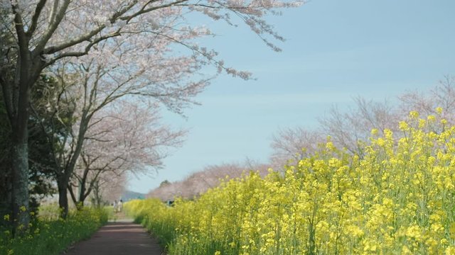 A road full of pink cherry blossoms and yellow rape flowers. Jeju scenery with b